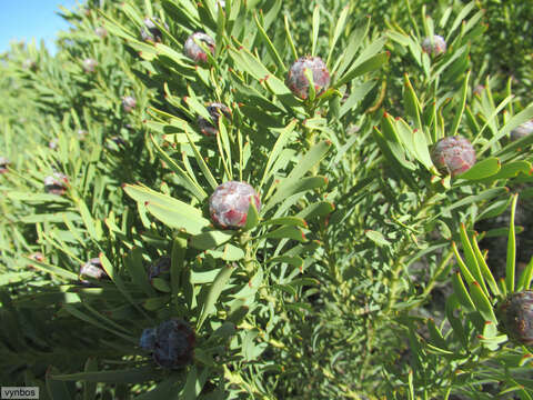 Image of grey conebush