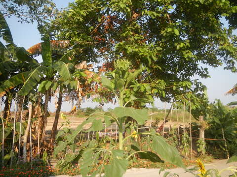 Image of common sunflower