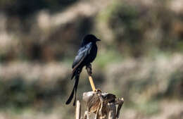 Image of Black Drongo