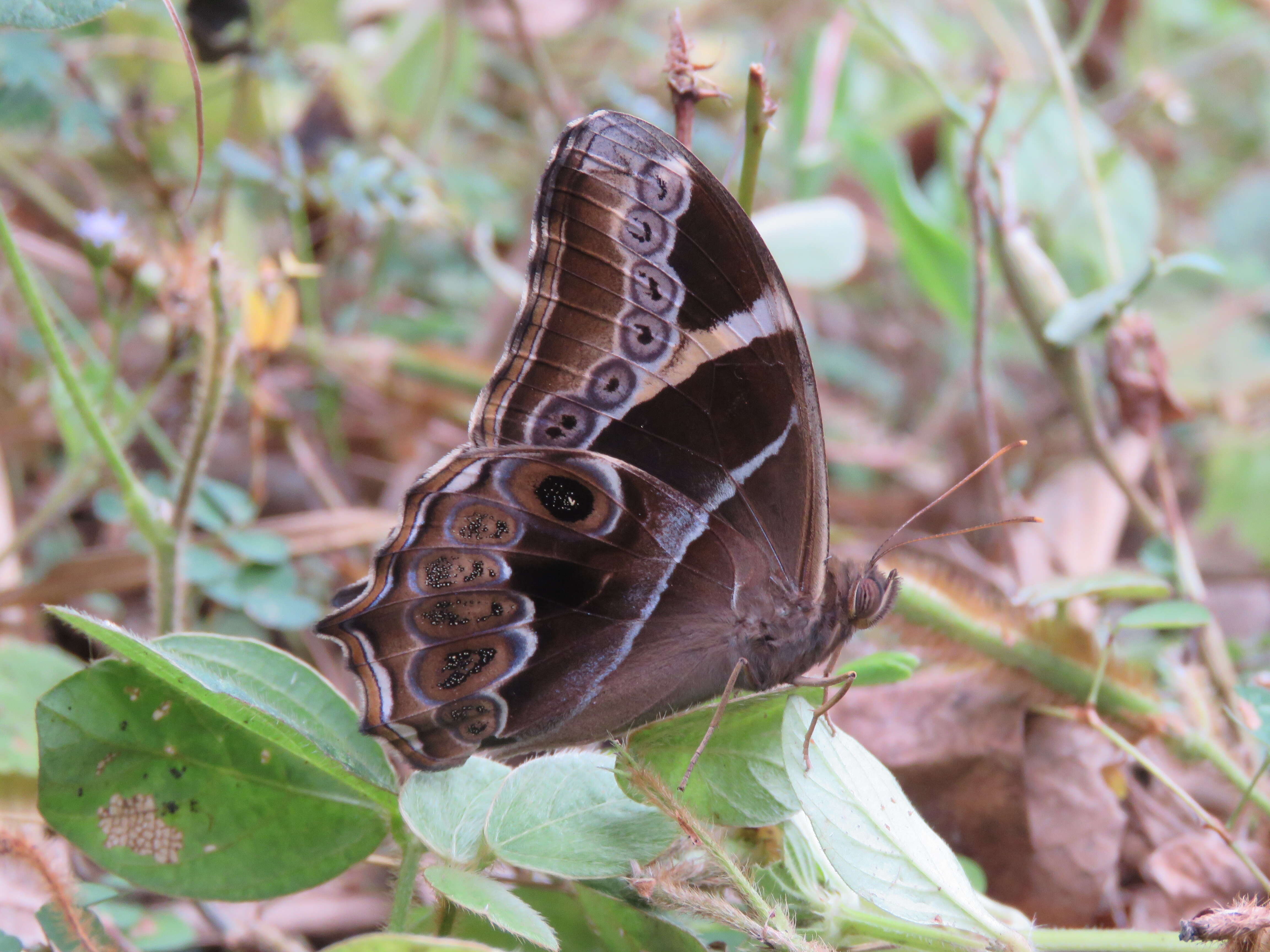 Image of Bamboo Tree Brown