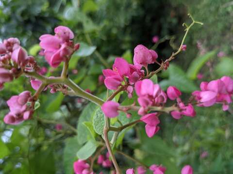 Image of antigonon