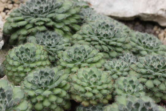 Image of Mexican Firecracker