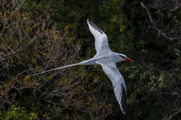 Image of tropicbirds