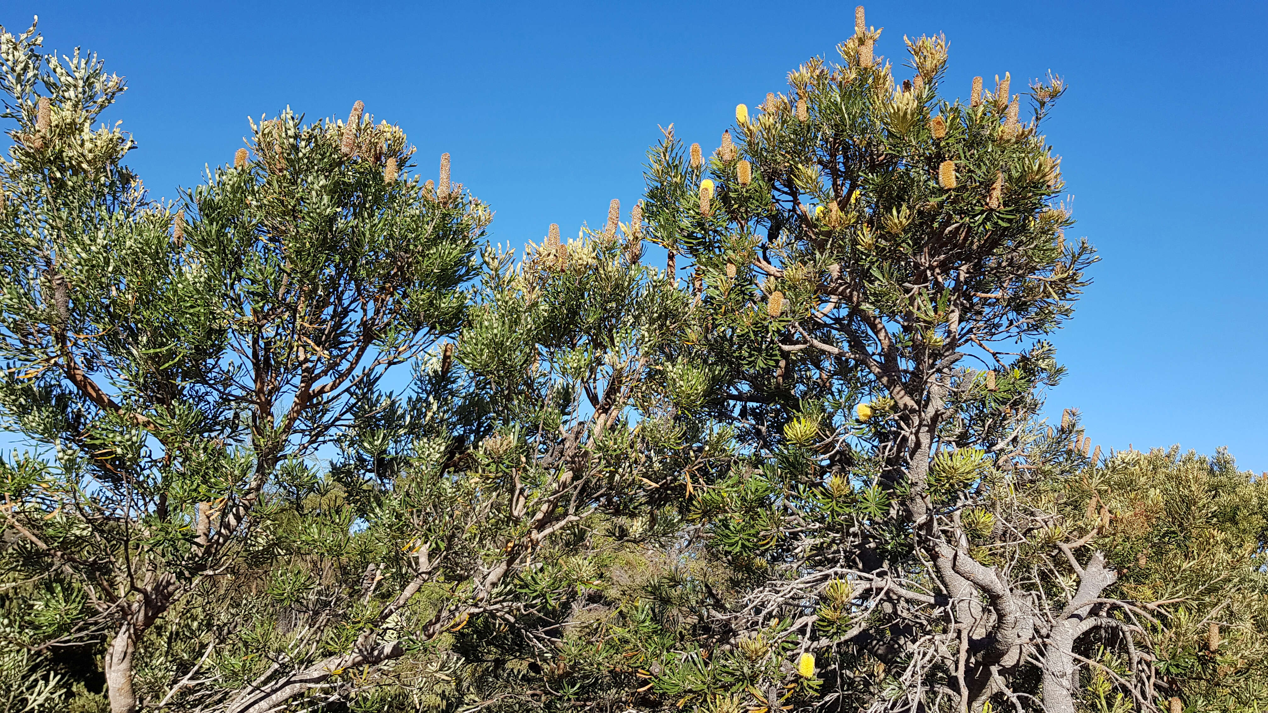 Plancia ëd Banksia attenuata R. Br.