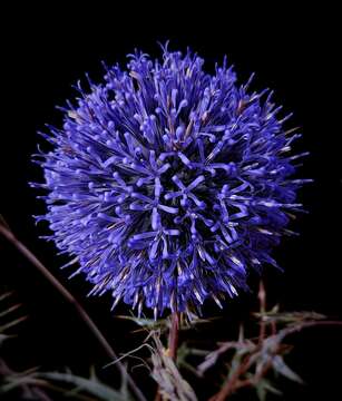 Image of Echinops adenocaulos Boiss.