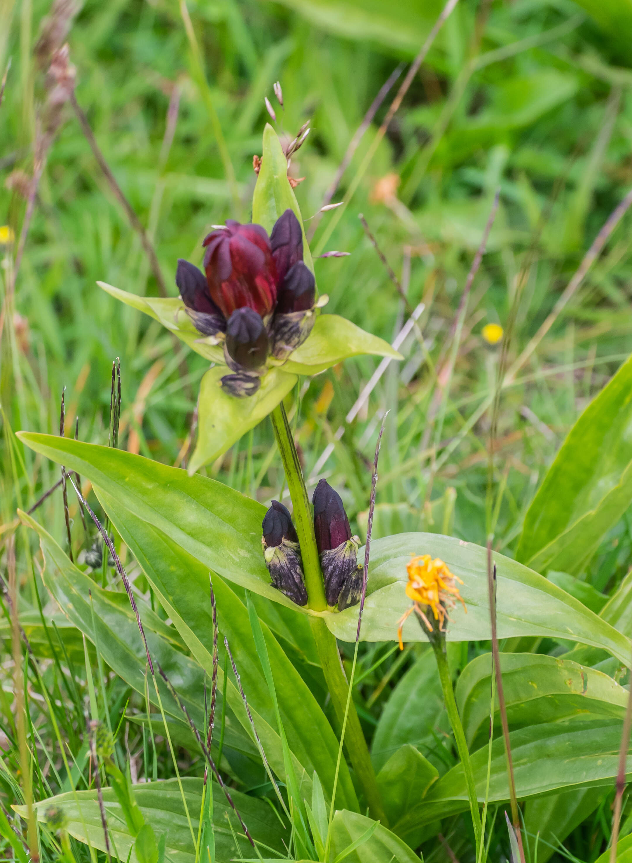 Image of Gentiana purpurea L.