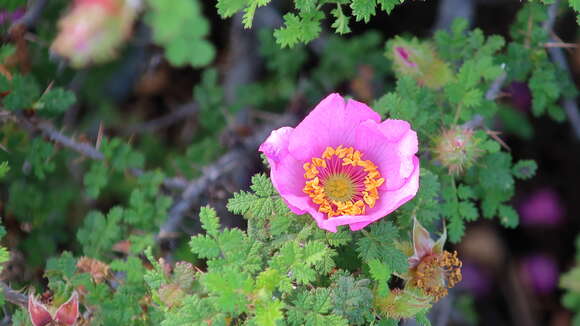 Image of Baja rose