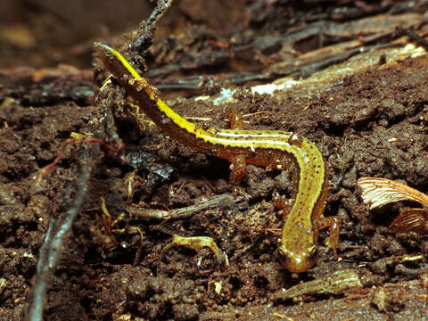 Image of Northern Two-lined Salamander