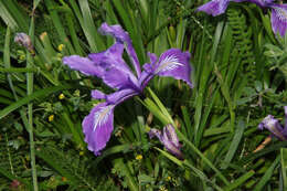 Image of toughleaf iris