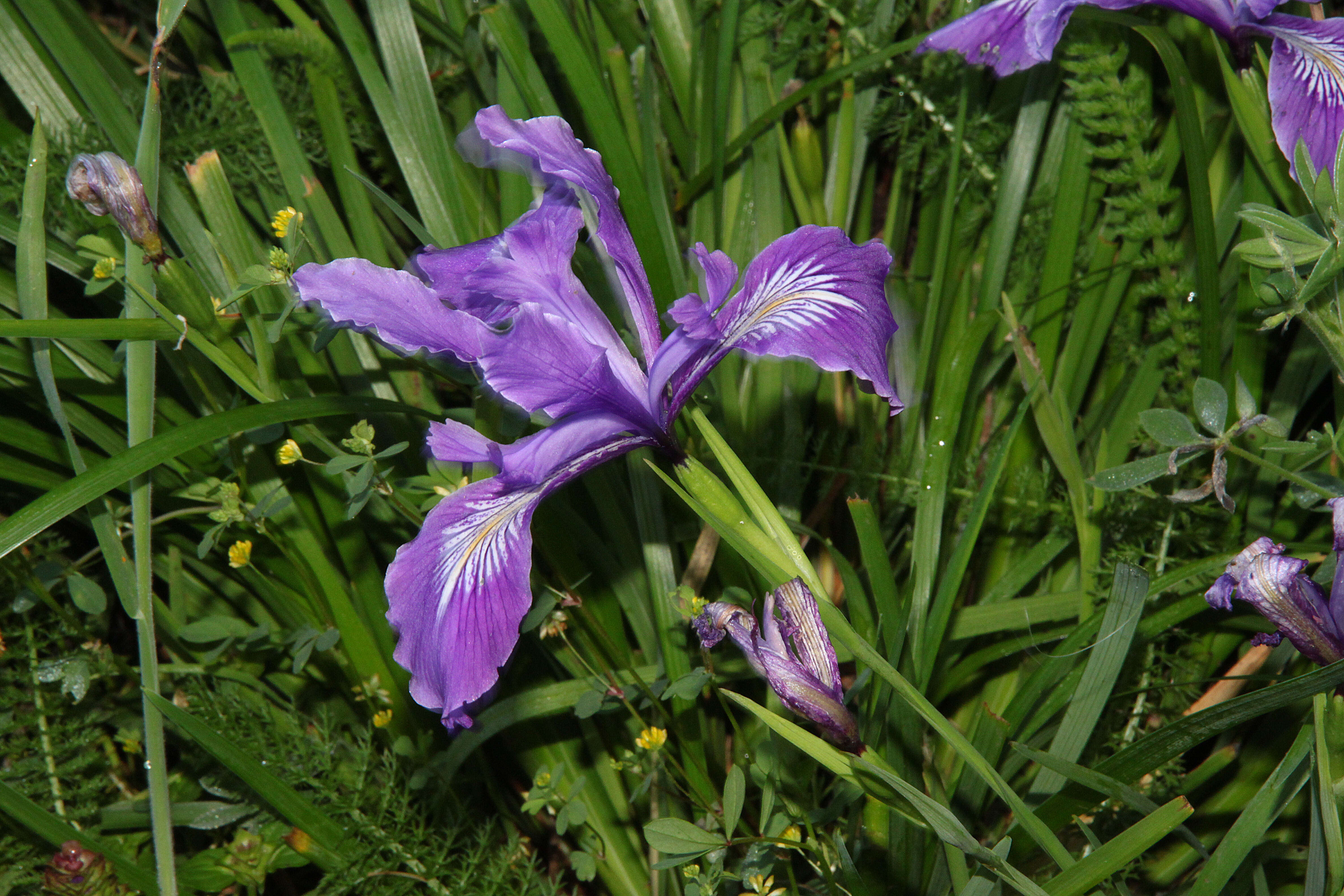 Image of toughleaf iris