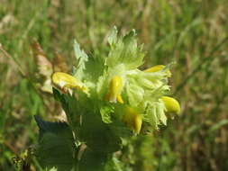 Image of European yellow rattle