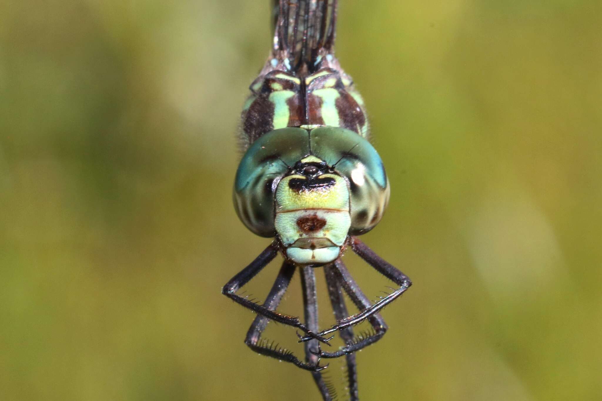 Image of Green-striped Darner