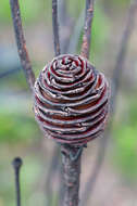 Image of Leucadendron platyspermum R. Br.