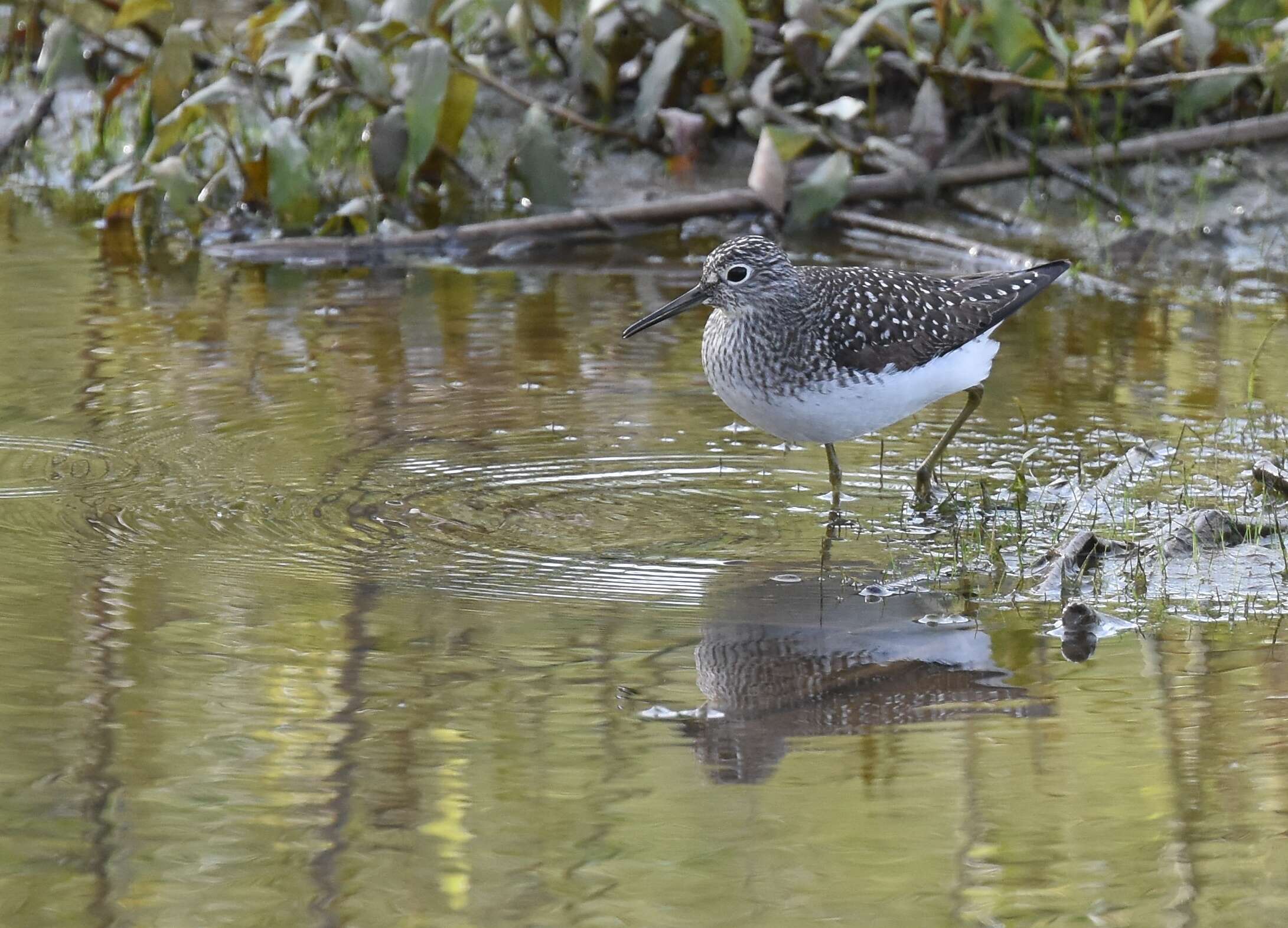 Image of Solitary Sandpiper