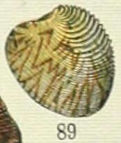 Image of Venerupis decussata