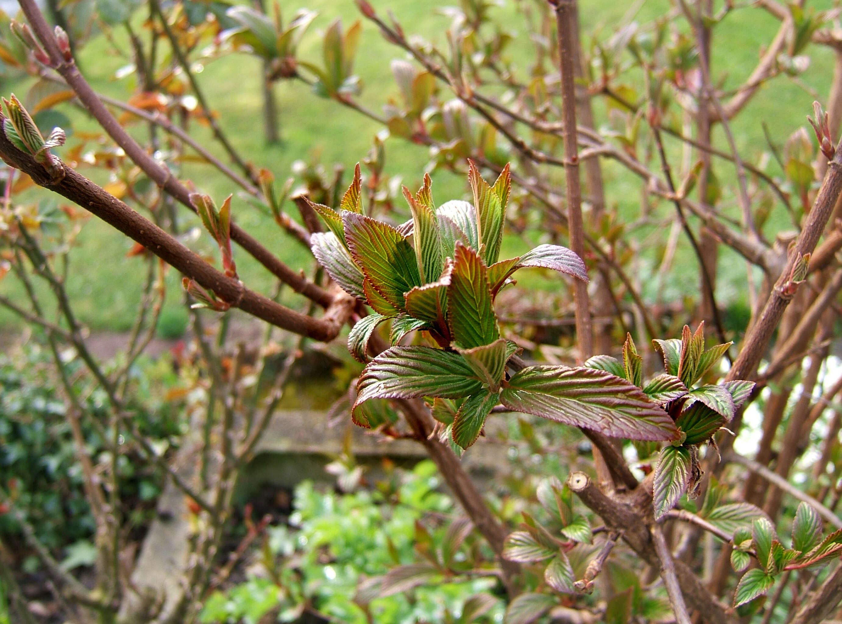 Sivun Viburnum × bodnantense kuva