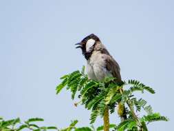 Image of White-eared Bulbul