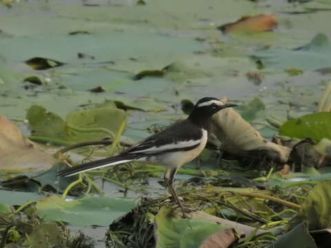 Image of White-browed Wagtail