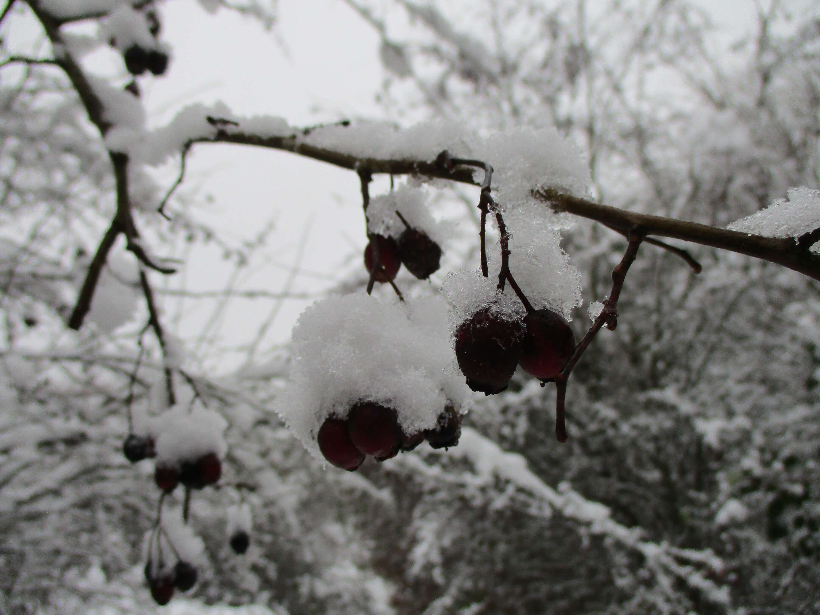 Image of Common Hawthorn