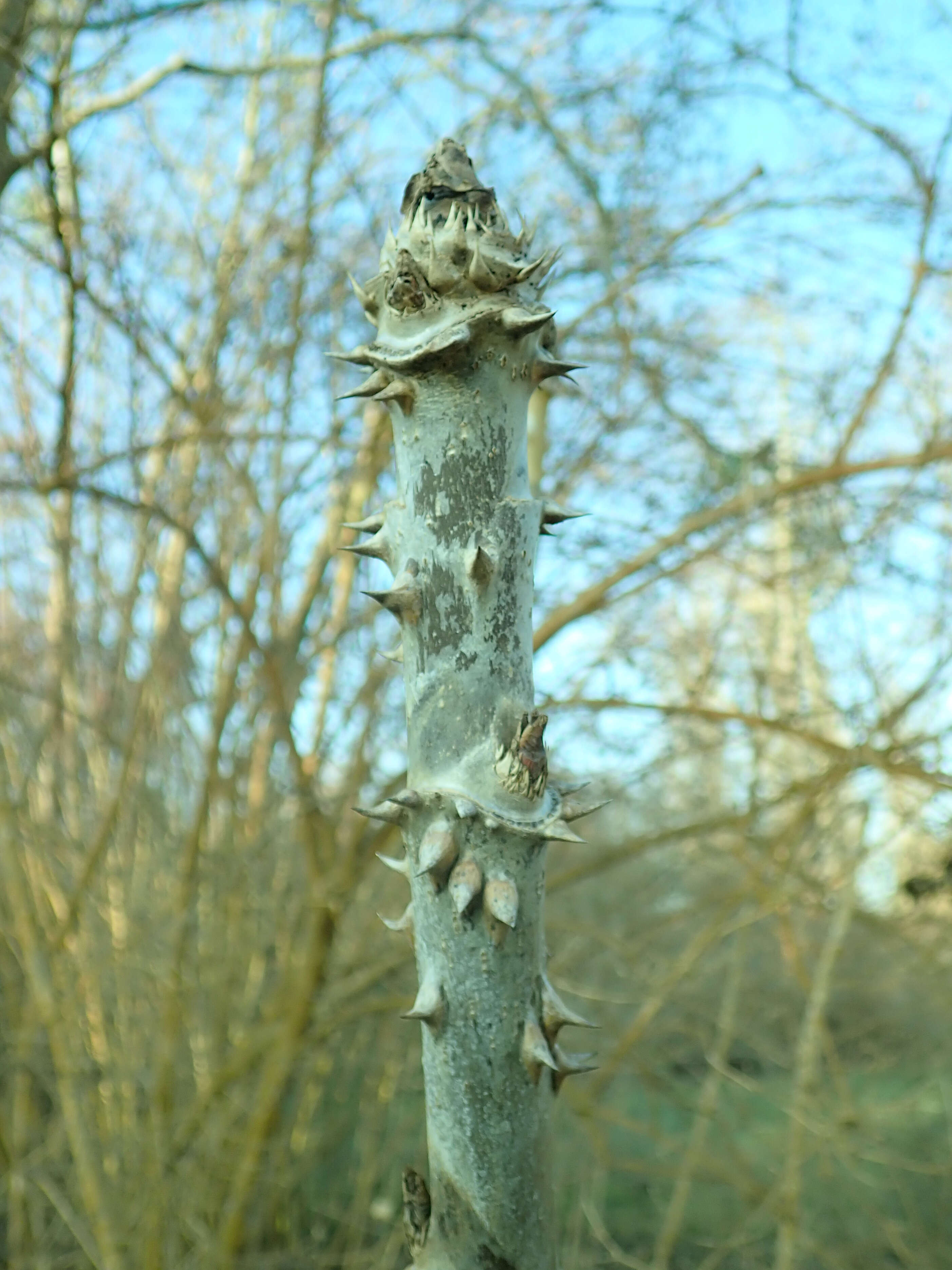 Image of Aralia stipulata Franch.