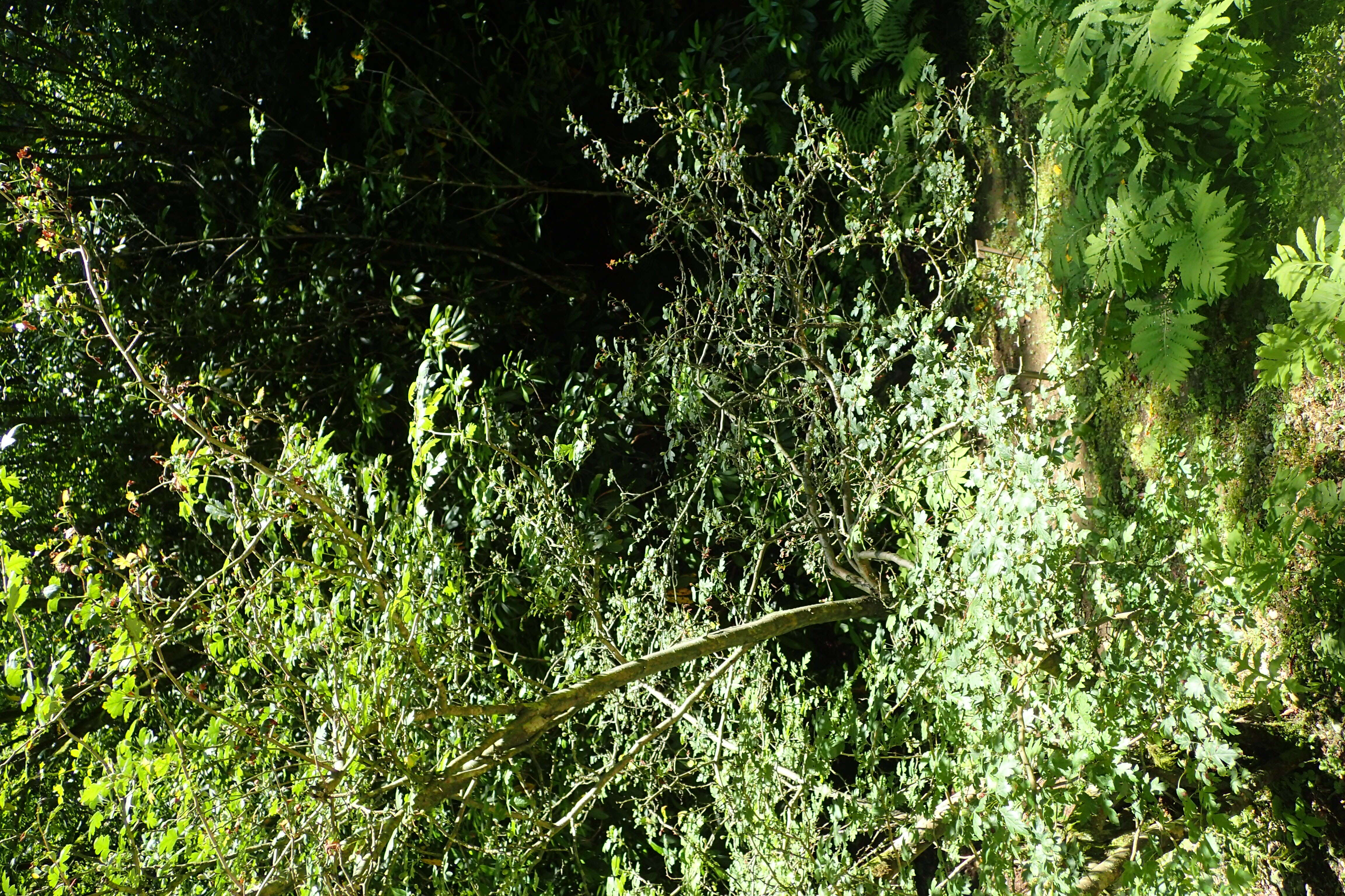 Image of Crataegus microphylla C. Koch