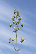 Image of Hypericum lanuginosum Lam.