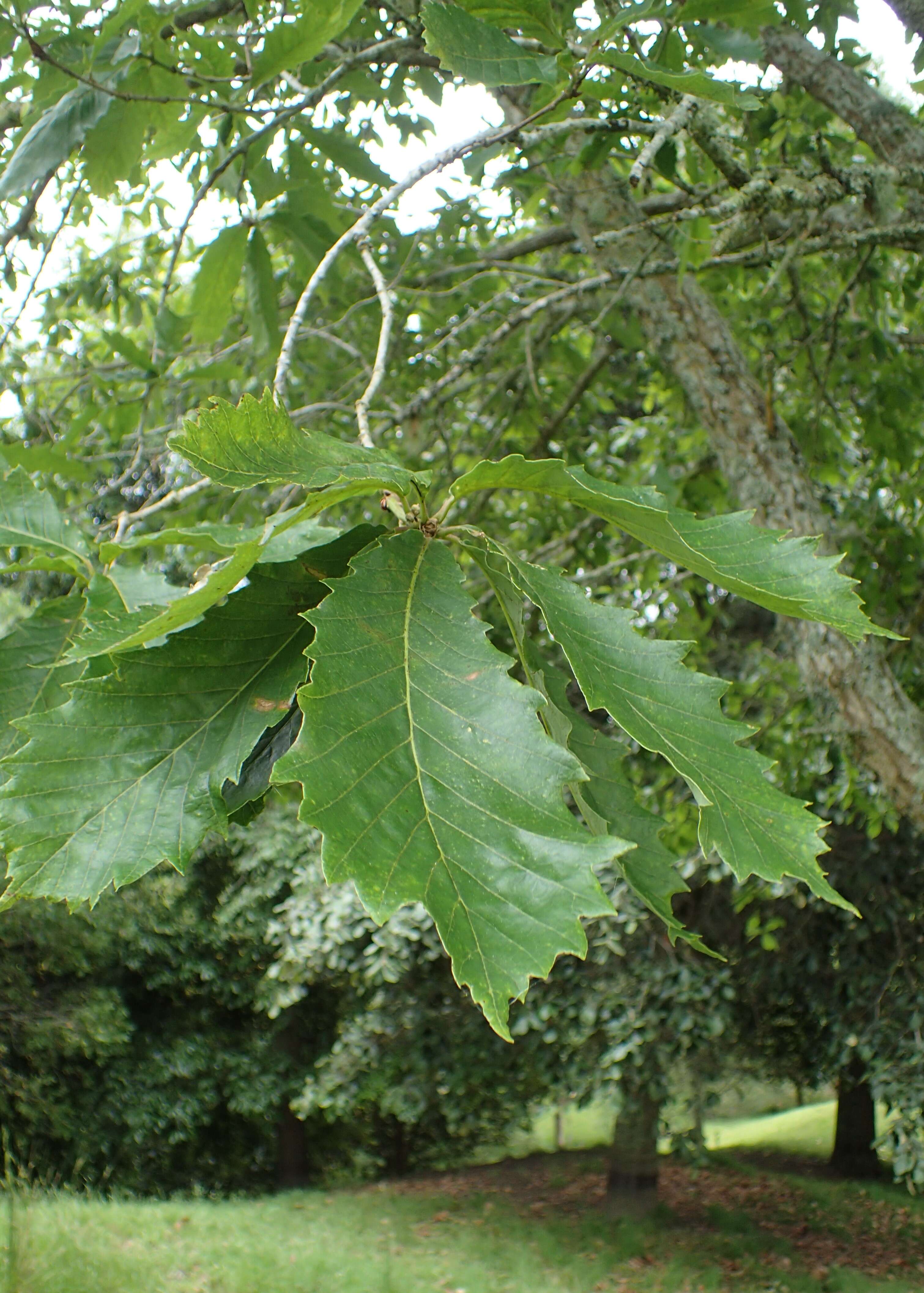 Quercus griffithii Hook. fil. & Thomson ex Miq. resmi