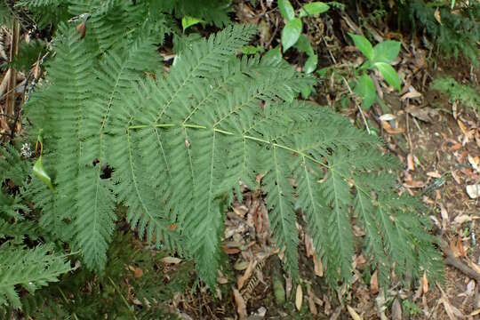 Image of single crepe fern