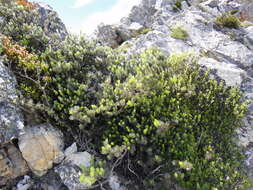 Image of Leucadendron singulare I. Williams