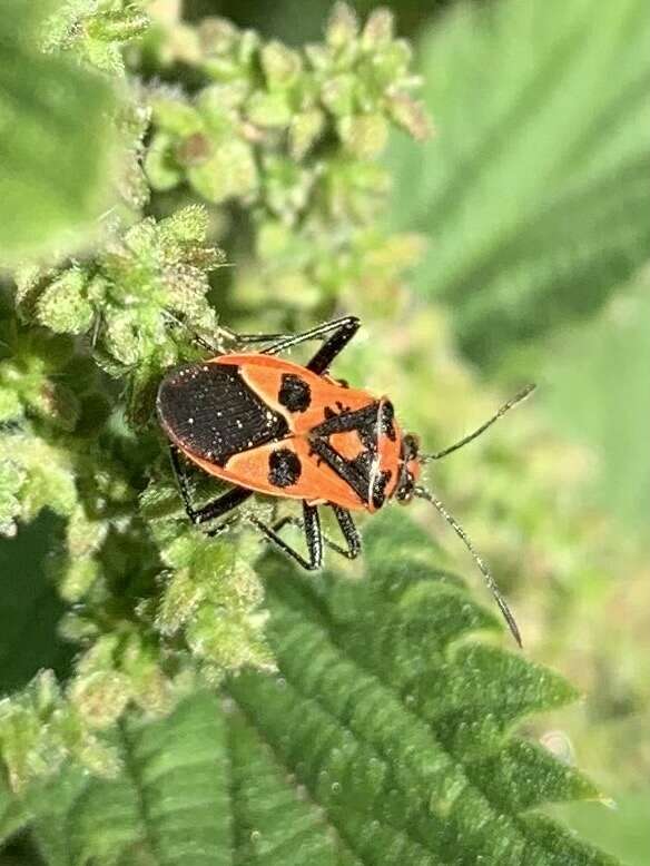 Image of black & red squash bug