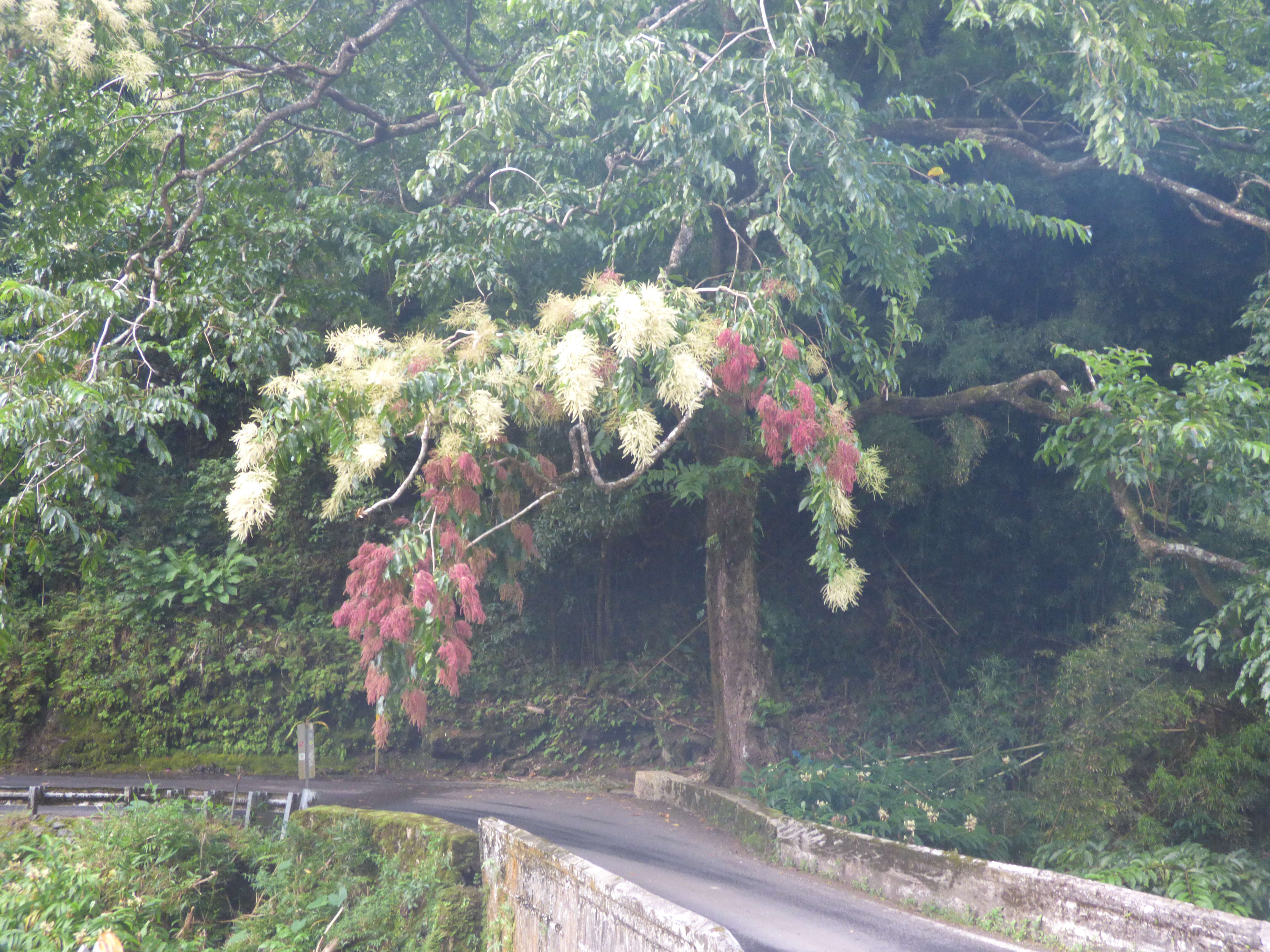 Sivun Terminalia myriocarpa Van Heurck & Müll. Arg. kuva