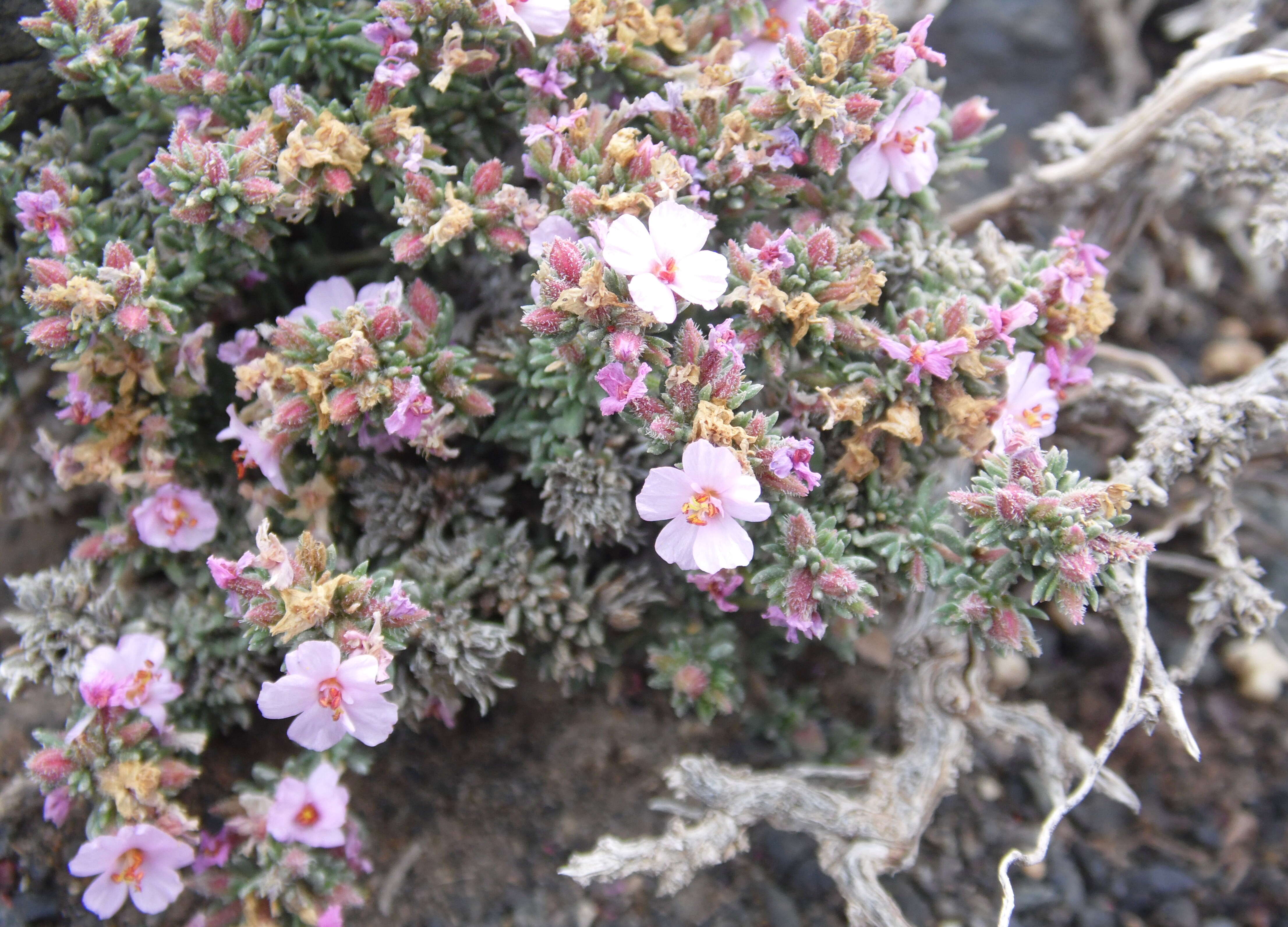 Image de Frankenia capitata Webb & Berthel.