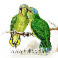 Image of Emerald Pygmy Parrot