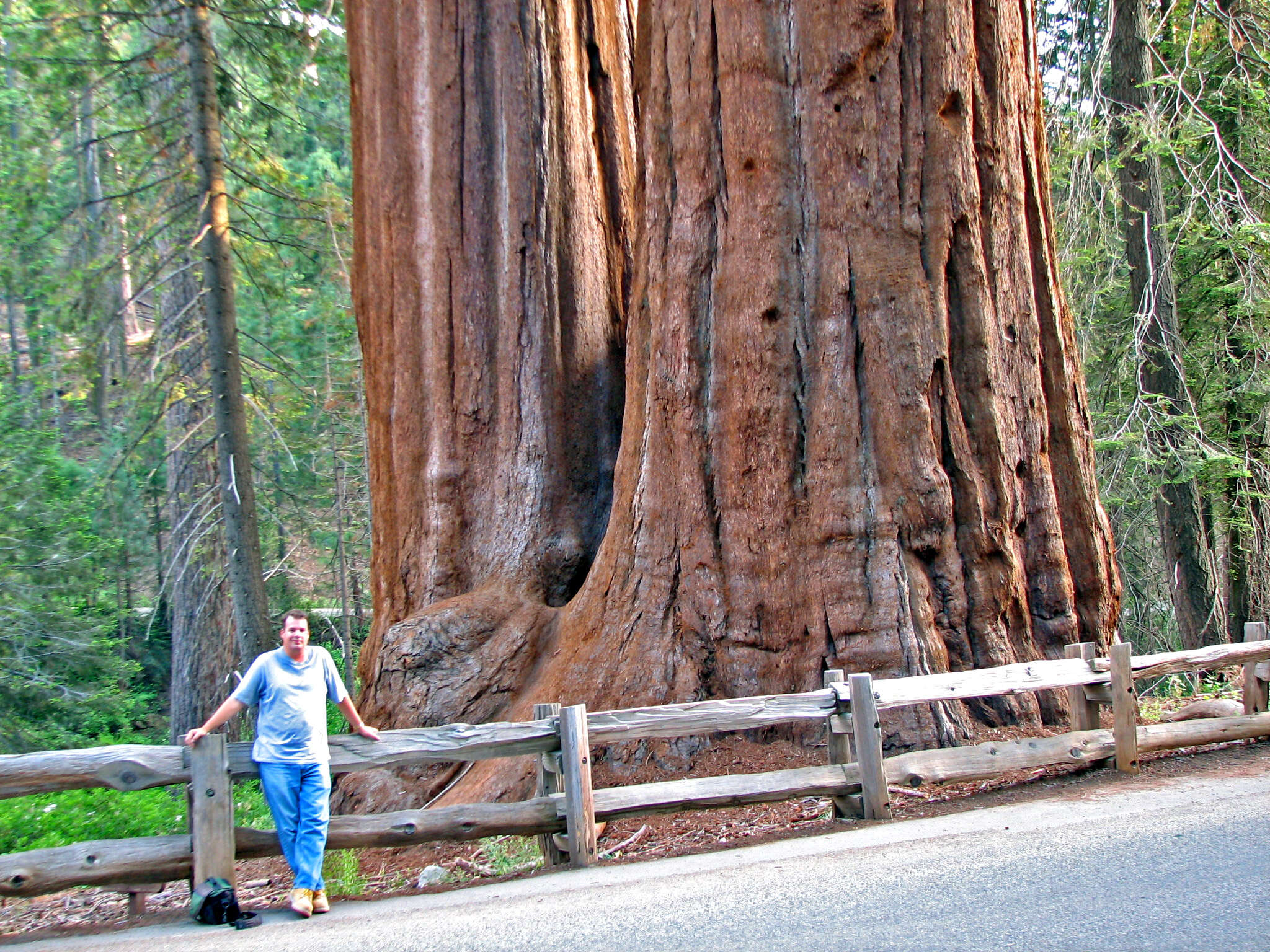 Image of giant sequoia