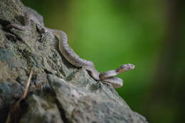 Image of Kanburi Pit Viper