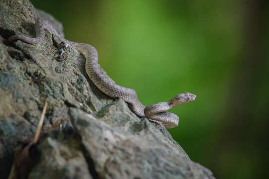 Image of Kanburi Pit Viper