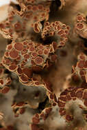 Image of spotted felt lichen