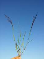 Image of Indian lovegrass