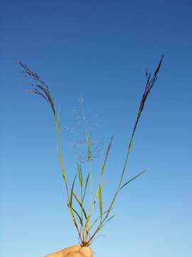 Image of Indian lovegrass