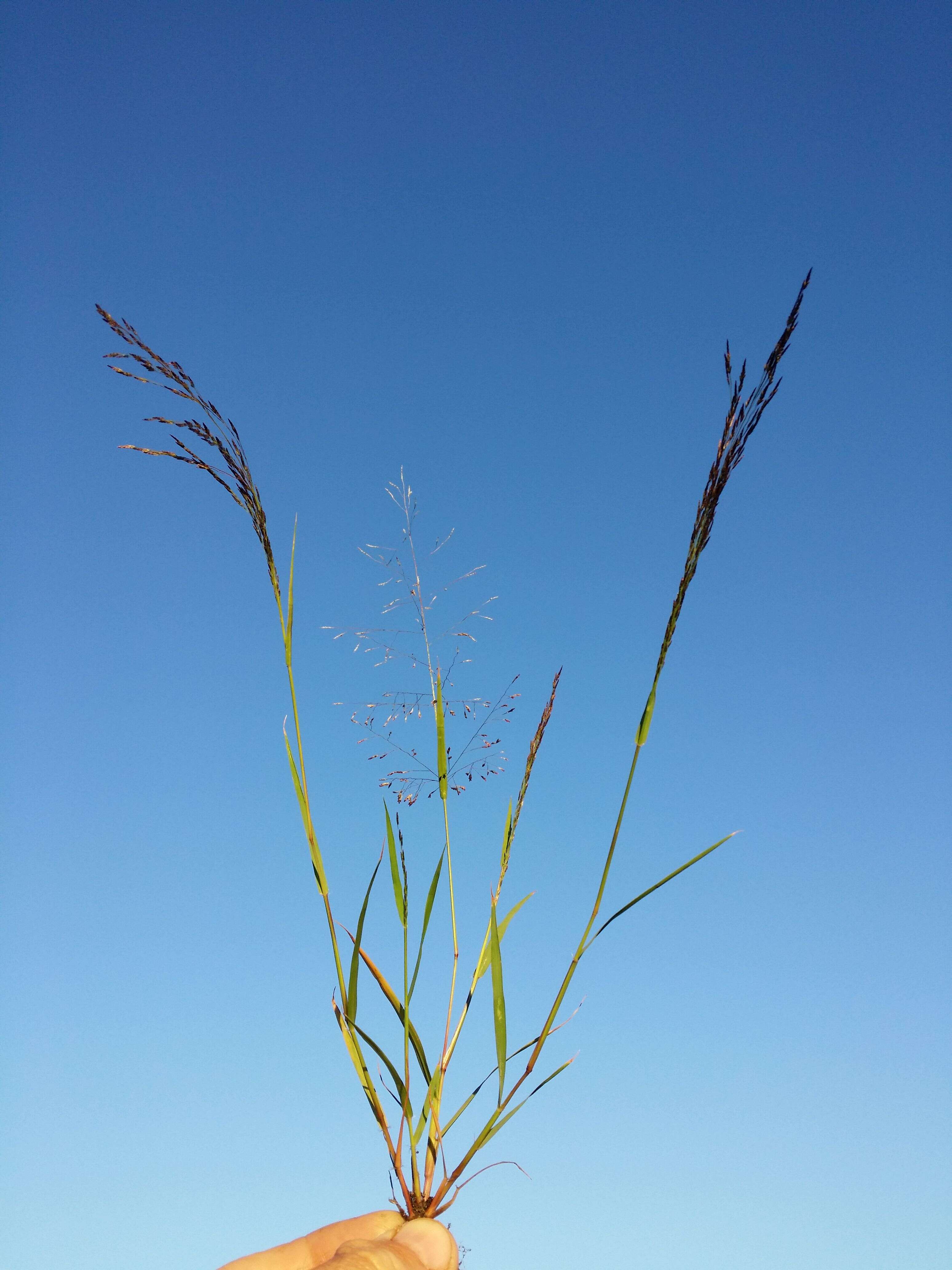 Image of Indian lovegrass