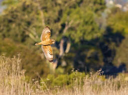 Image of Short-eared Owl