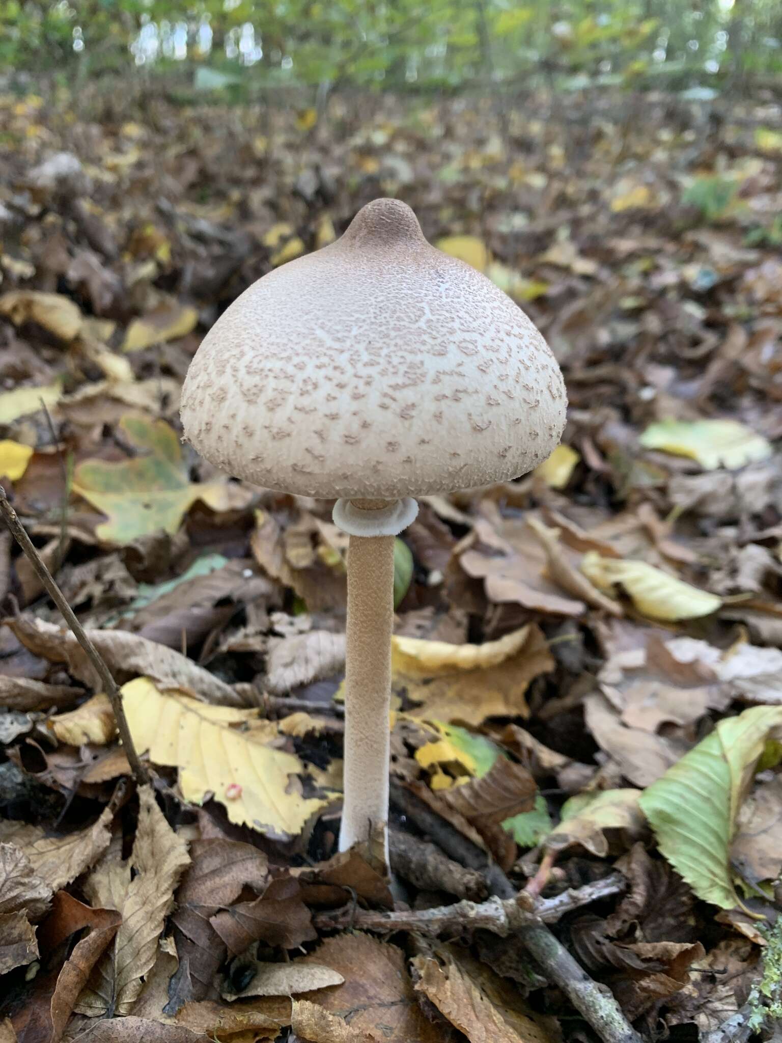 Слика од Macrolepiota mastoidea (Fr.) Singer 1951