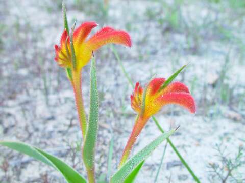 Image of Anigozanthos bicolor Endl.