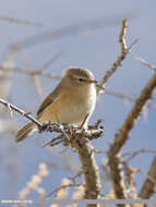 Image of Siberian Chiffchaff