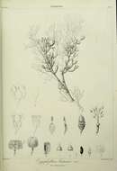 Image of Tetraena fontanesii (Webb & Berthel.) Beier & Thulin