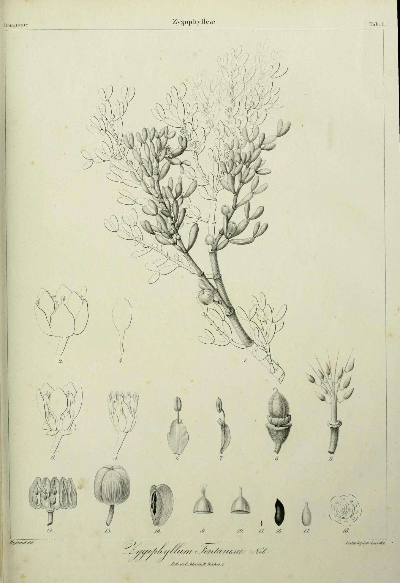 Image of Tetraena fontanesii (Webb & Berthel.) Beier & Thulin