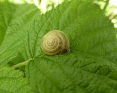 Image of brush snail