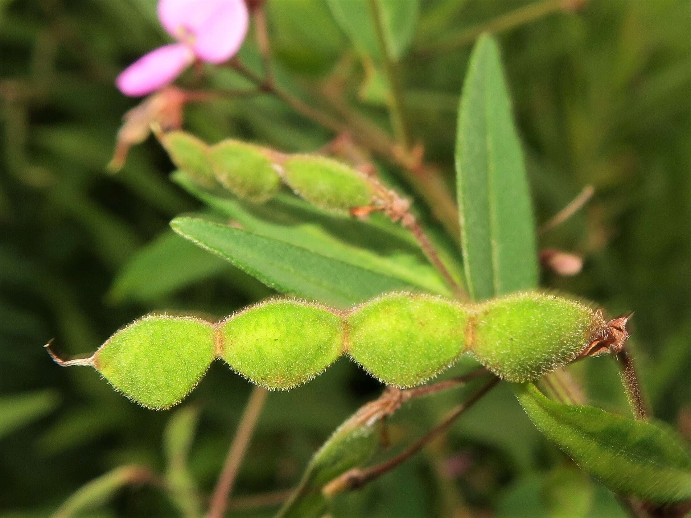 Image of panicledleaf ticktrefoil