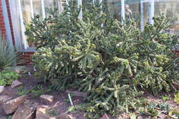 Image de Cylindropuntia imbricata (Haw.) F. M. Knuth