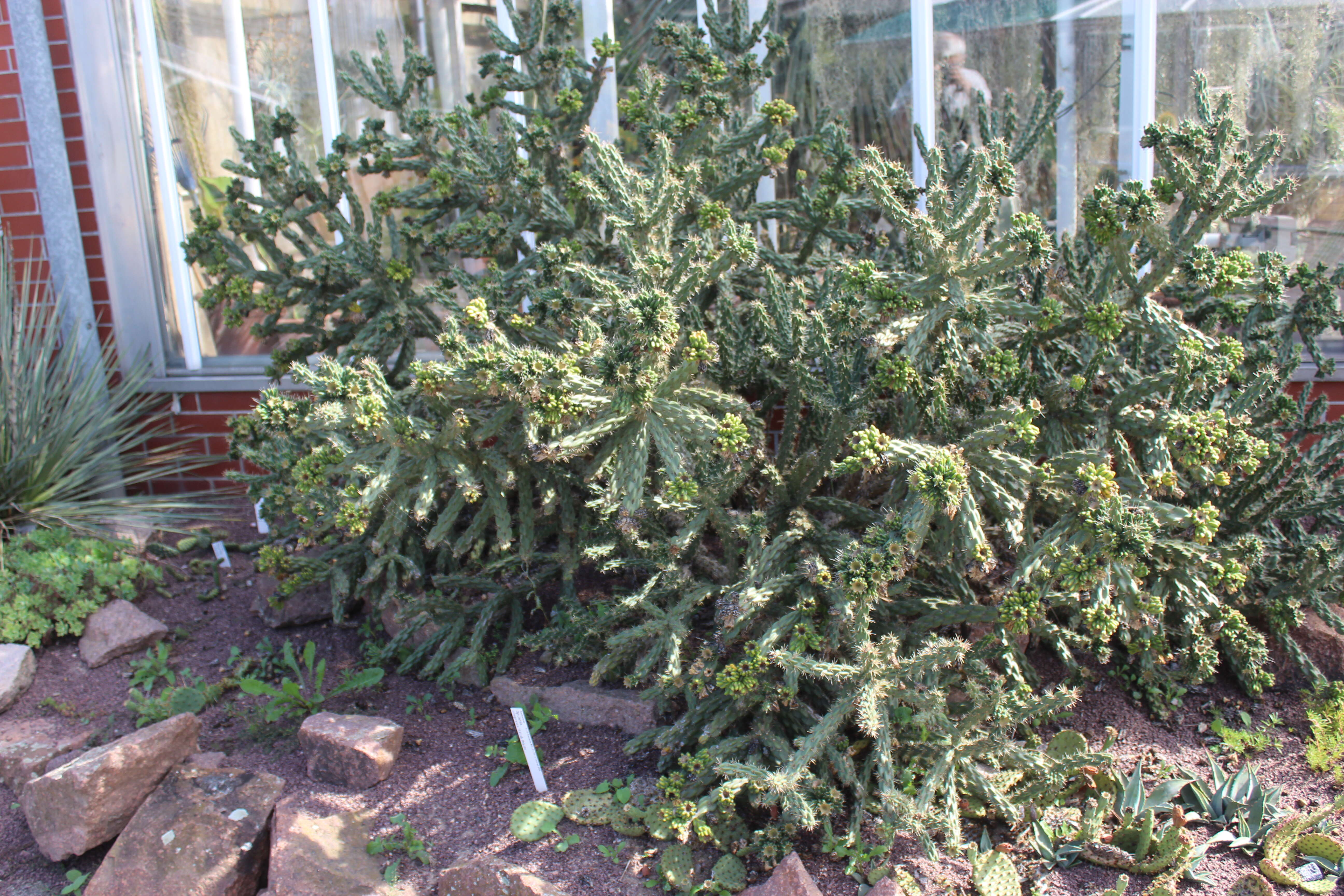 Image de Cylindropuntia imbricata (Haw.) F. M. Knuth